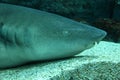 Nurse shark (Ginglymostoma cirratum) head shot