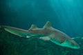 Nurse shark Ginglymostoma cirratum.