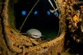 A nurse shark Ginglymostoma cirratum rests inside Kuda Giri wreck Royalty Free Stock Photo