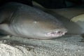 NURSE SHARK/nebrius ferrugineus Royalty Free Stock Photo