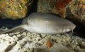 NURSE SHARK/nebrius ferrugineus Royalty Free Stock Photo
