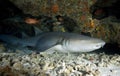 NURSE SHARK/nebrius ferrugineus Royalty Free Stock Photo