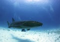 Nurse Shark Royalty Free Stock Photo