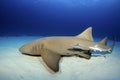 Nurse Shark Royalty Free Stock Photo