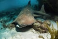 nurse shark nuzzling its young, which have hatched from eggs