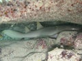 Nurse Shark Sleeping in cave Royalty Free Stock Photo