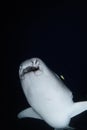 Nurse Shark Swimming in Dark Waters during Night Dive in Maldives