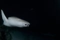 Nurse Shark Swimming in Dark Waters during Night Dive in Maldives