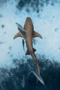 Nurse shark swimming underwater in ocean. Top down view