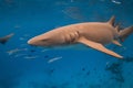 Nurse shark swims in tropical blue sea. Close up Royalty Free Stock Photo