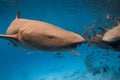 Nurse shark underwater in tropical blue sea. Close up view of shark