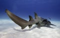 Nurse shark underwater. Royalty Free Stock Photo