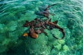 Nurse Sharks Gathering in Expectancy of Bait at Shark Ray Alley off Caye Caulker Island in Belize, Caribbean