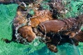 Nurse Sharks Gathering in Expectancy of Bait at Shark Ray Alley off Caye Caulker Island in Belize, Caribbean