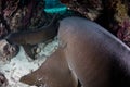 Nurse Sharks Resting in Underwater Cavern Royalty Free Stock Photo