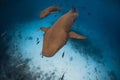 Nurse sharks swims in tropical ocean. Sharks in Maldives Royalty Free Stock Photo