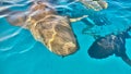 Nurse Sharks: Up Close in Bimini\'s Clear Waters