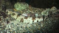 Nursehound Scyliorhinus stellaris AKA large-spotted dogfish, greater spotted dogfish or bull huss Royalty Free Stock Photo