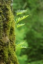 Nurseling fern leaves