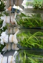 Nurseling orchids in glass bottles Royalty Free Stock Photo