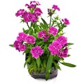 Nursery bags with dianthus flowers