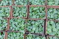 Nursery cucumber seedlings, seedlings business.