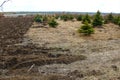 Nursery field with small pines Royalty Free Stock Photo