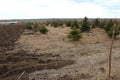 Nursery field with small pines Royalty Free Stock Photo