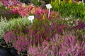 Calluna vulgaris, common heather for sale, flower market, abstract green nature background Royalty Free Stock Photo