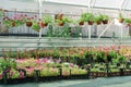 Nursery garden with large assortment of flower ornamental plants growing in pots and plastic boxes