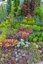 Nursery Garden Plants Royalty Free Stock Photo