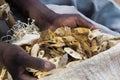 Hand of a nursery owner on Acacia seeds