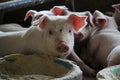 Nursery pig relax in lactating pen in modern swine farm Royalty Free Stock Photo