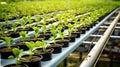 nursery plant conveyor belt