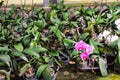 Nursery plant with pink vanda orchids flower  blooming Royalty Free Stock Photo