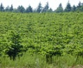 Nursery, plantation of small spruces and firs