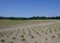 Nursery, plantation of small spruces and firs