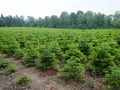 Nursery, plantation of small spruces and firs