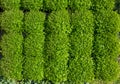 Nursery plants green nature background