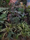 Nursery plants of groups ,pots
