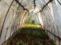 Nursery plants