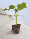 Nursery seed bed one cucumber plant with roots