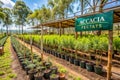 Nursery specializing in fast-growing acacia and eucalyptus Royalty Free Stock Photo