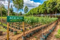 Nursery specializing in fast-growing acacia and eucalyptus Royalty Free Stock Photo