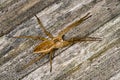 Nursery spider