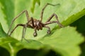 Nursery spider