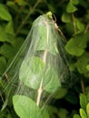 Nursery Spider and it's nest