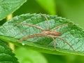 Nursery Spider Stretched Out On Leaf