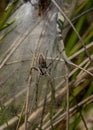 Nursery Spider on Web.