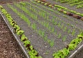 Nursery vegetable bed with young onions and lettuces growing in soil Royalty Free Stock Photo